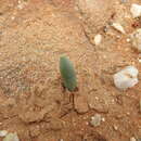 Image of Albuca unifoliata G. D. Rowley