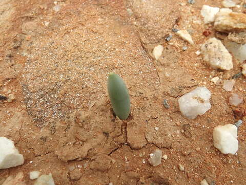 Imagem de Albuca unifoliata G. D. Rowley