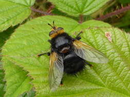 Image de Tachina grossa (Linnaeus 1758)