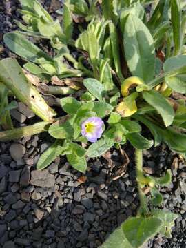 صورة Nonea versicolor (Stev.) Sweet