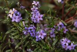 Plancia ëd Halgania andromedifolia Behr & F. Müll. ex F. Müll.