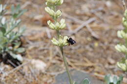Image of Peirson's Lupine