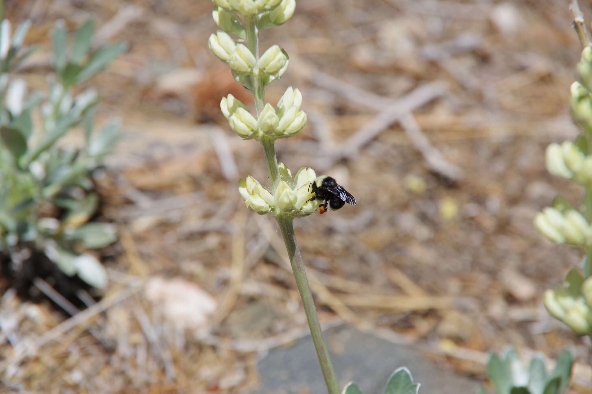 Image of Peirson's Lupine