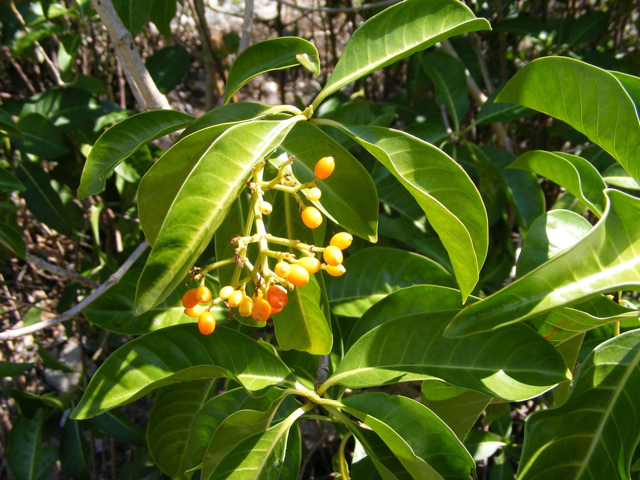 Image of Psychotria plumieri Urb.