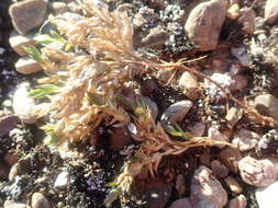 Image of Stellaria longipes subsp. longipes