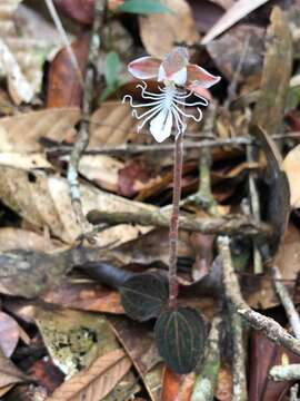 Image of Anoectochilus albolineatus C. S. P. Parish & Rchb. fil.