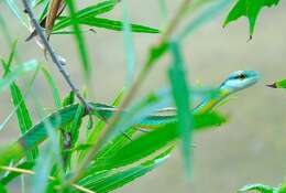 Image of Pacific Coast Parrot Snake