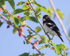 Image of Rose-breasted Grosbeak