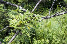 Imagem de Commiphora woodii Engl.