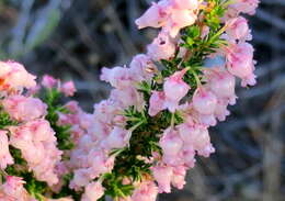 Image of Erica glomiflora var. glomiflora