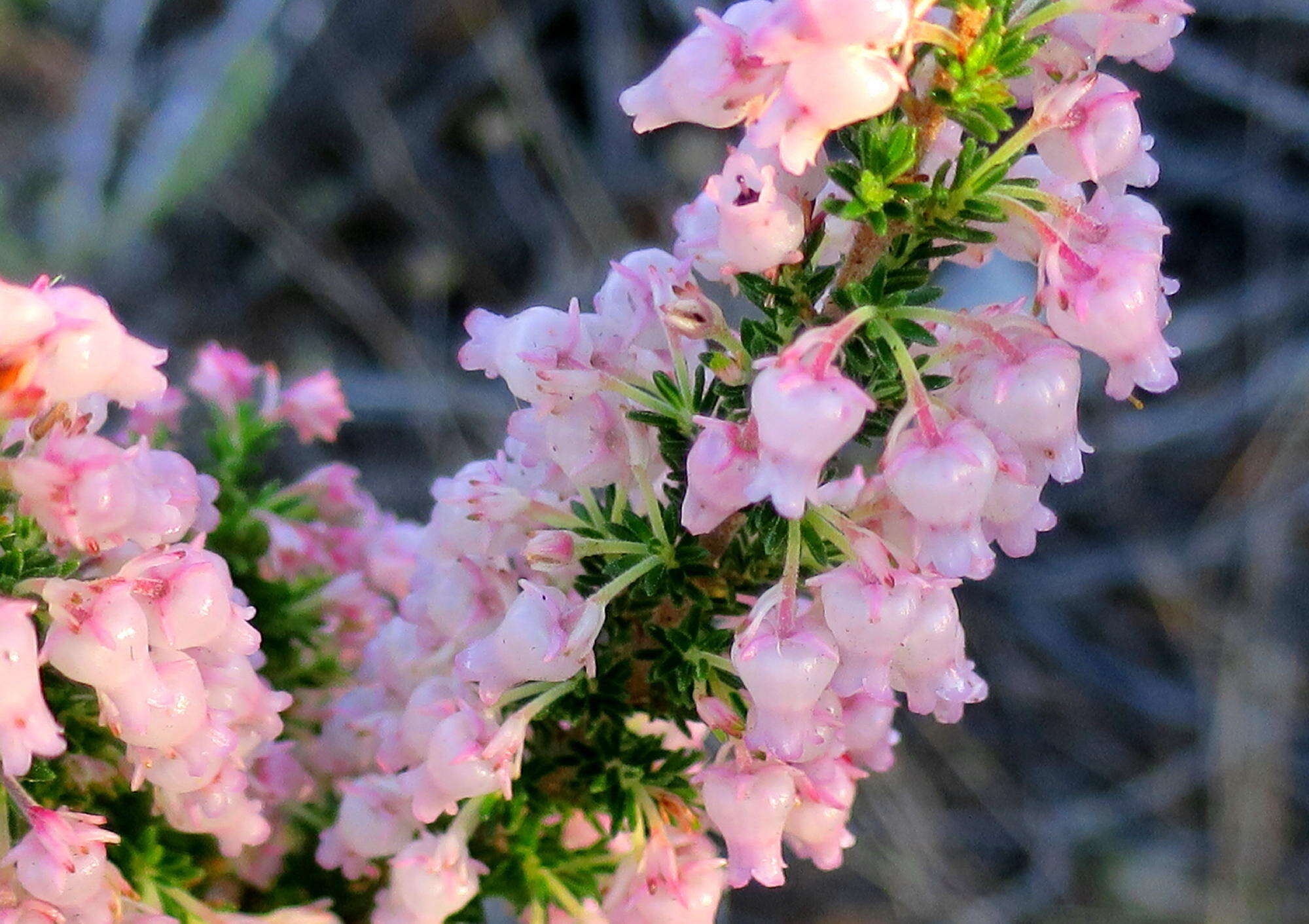 Image of Erica glomiflora var. glomiflora