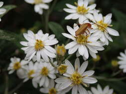 Image of Stenoderus concolor MacLeay 1826