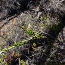 Imagem de Acacia acanthoclada subsp. acanthoclada