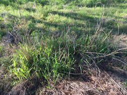 Image of Johnson grass