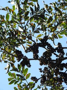 Zanthoxylum quassiifolium (J. D. Sm.) Standl. & Steyerm.的圖片