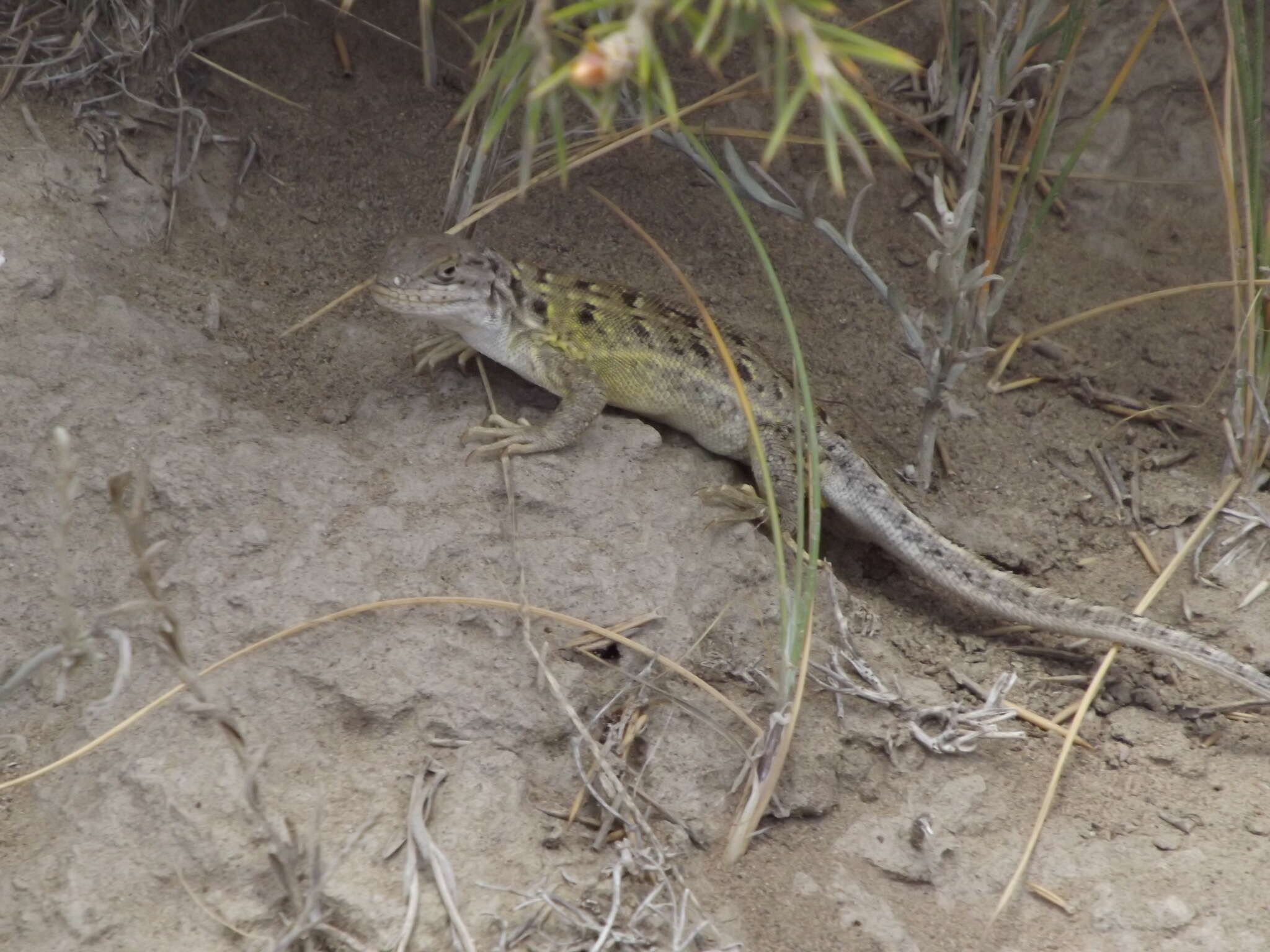 Image of Liolaemus martorii Abdala 2003