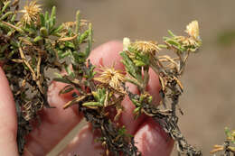 Image of Diplostephium meyenii (Sch. Bip.) Wedd.