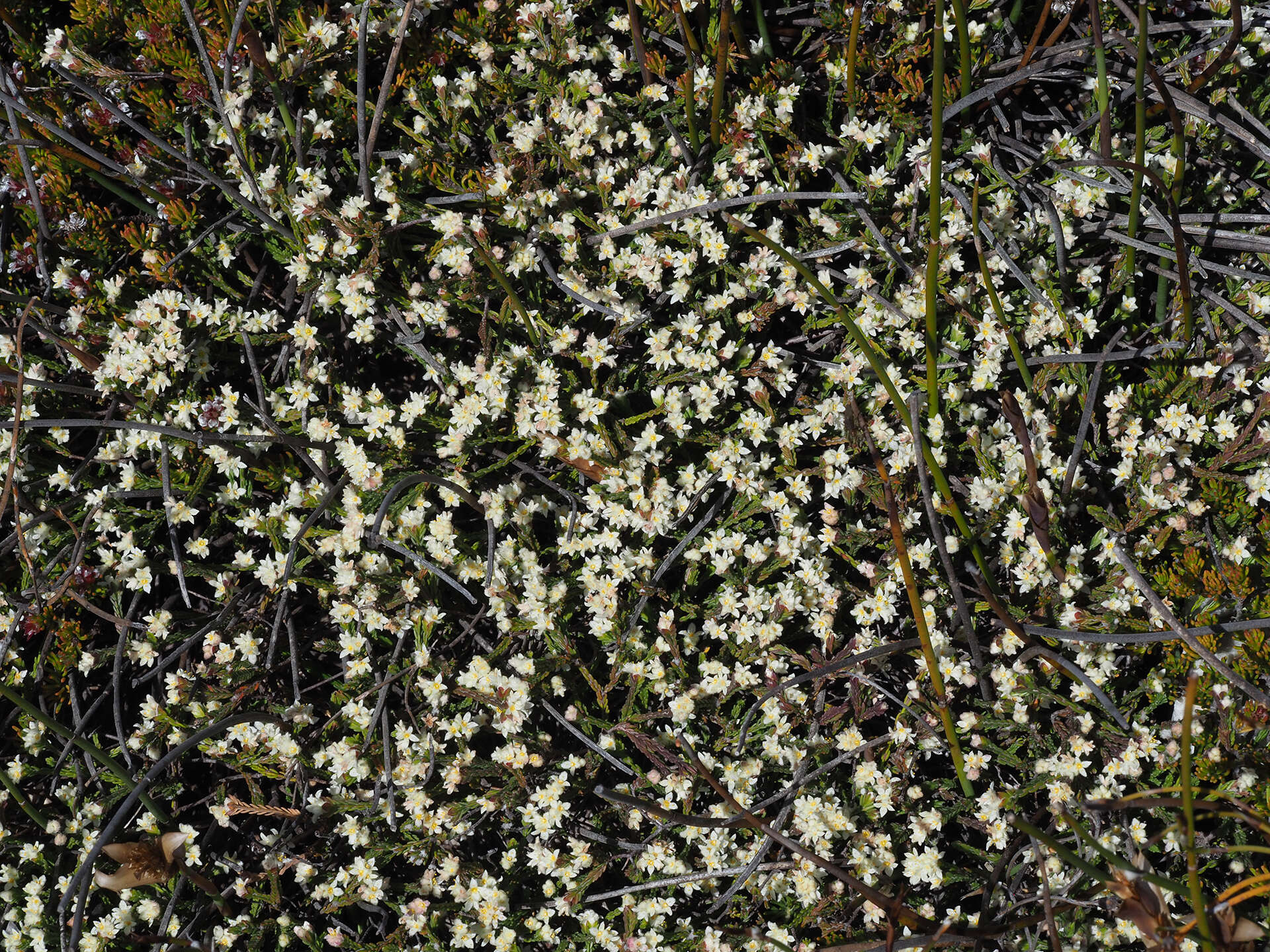 Image of Lachnaea laniflora (C. H. Wright) P. Bond