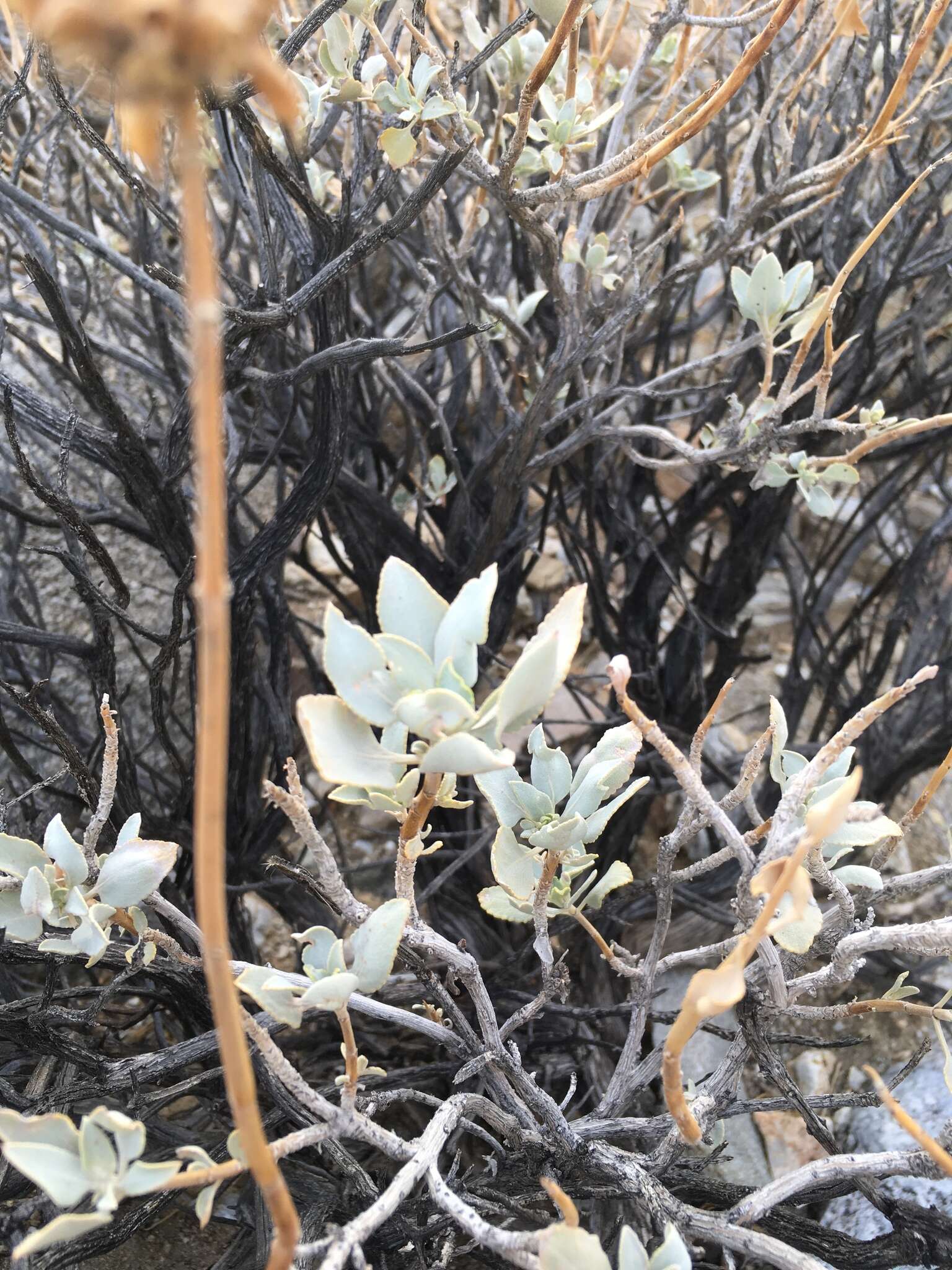 Image of scallopleaf sage