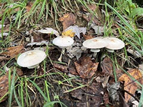 Image of Agaricus pocillator Murrill 1941