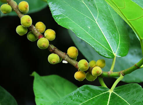 Image of Ficus fulva Reinw. ex Bl.