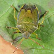 Image of Piezodorus lituratus (Fabricius 1794)