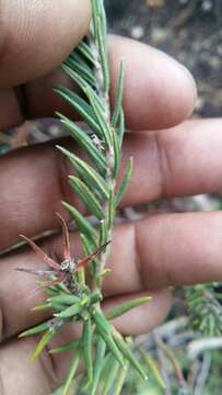 Image of Phylica plumosa L.