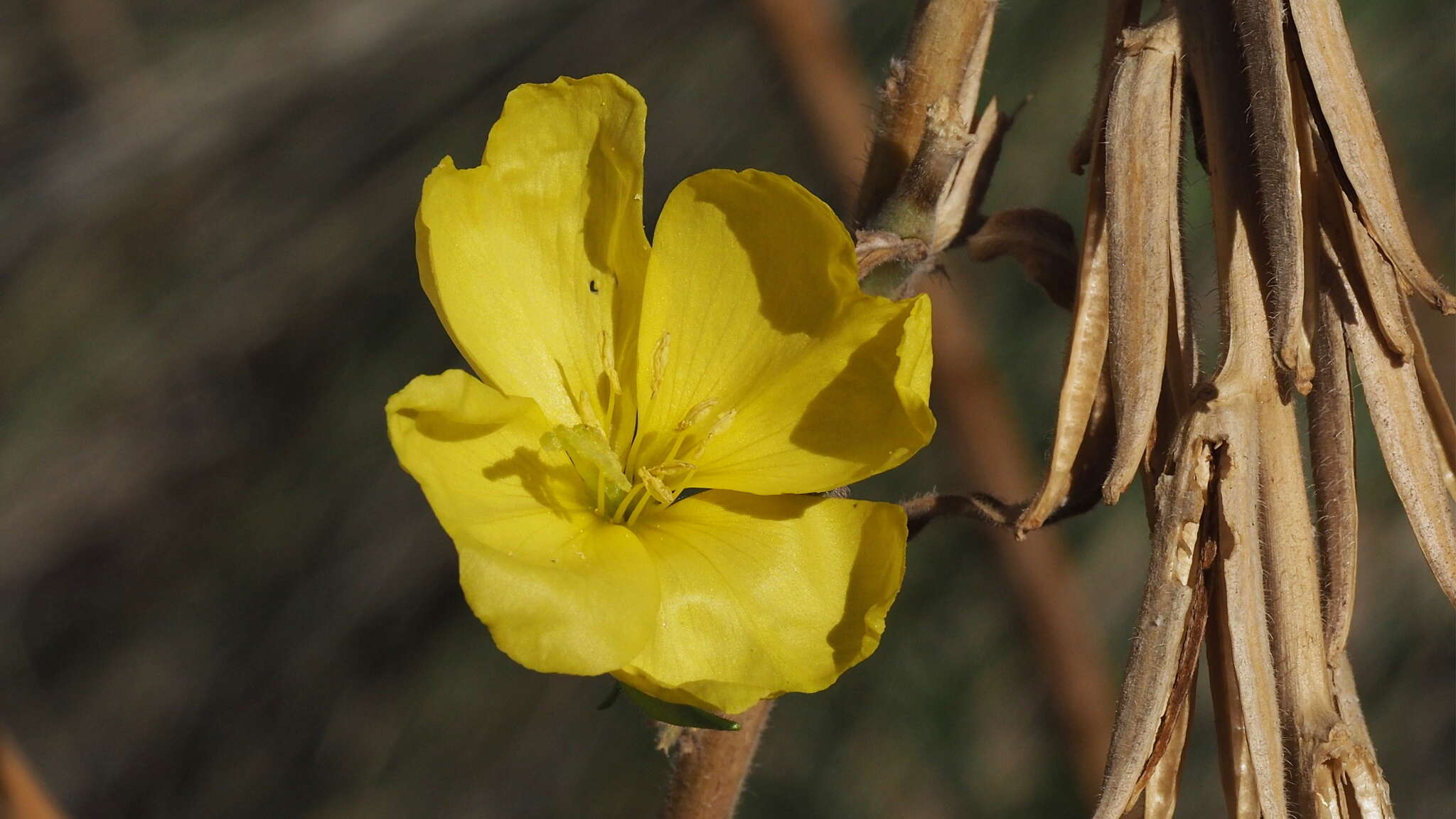 Imagem de Oenothera elata subsp. hirsutissima (A. Gray ex S. Wats.) W. Dietrich