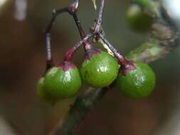 Imagem de Tapeinosperma rubriscapum Guillaumin