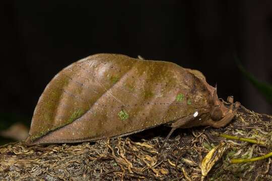 Image of <i>Eudocima okurai</i>