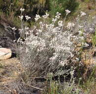 Image of Achyranthemum paniculatum