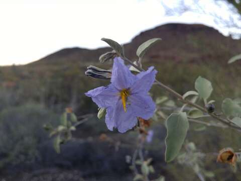 Image of Hinds' nightshade