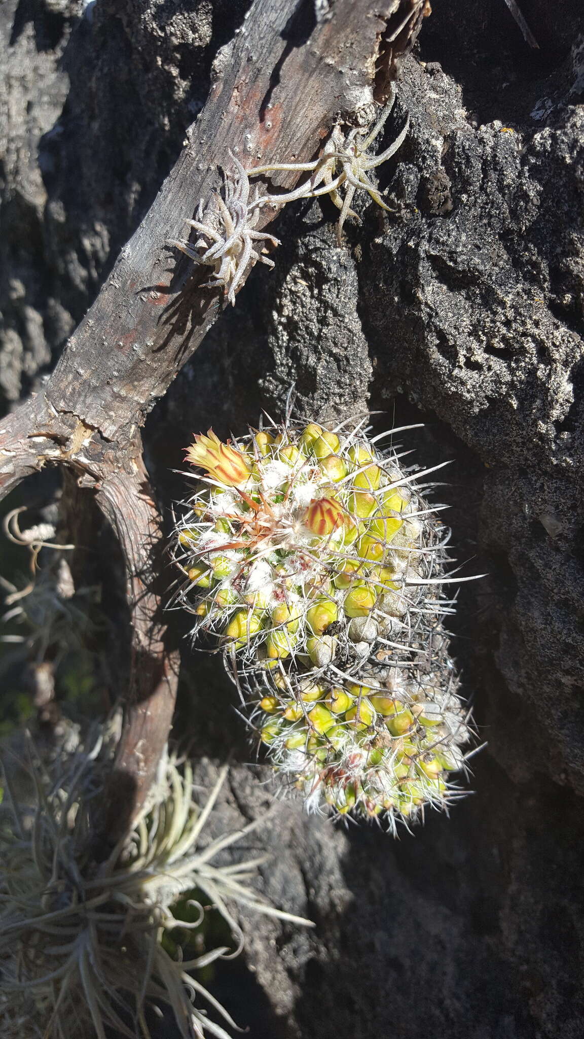 Image of Mammillaria karwinskiana subsp. karwinskiana