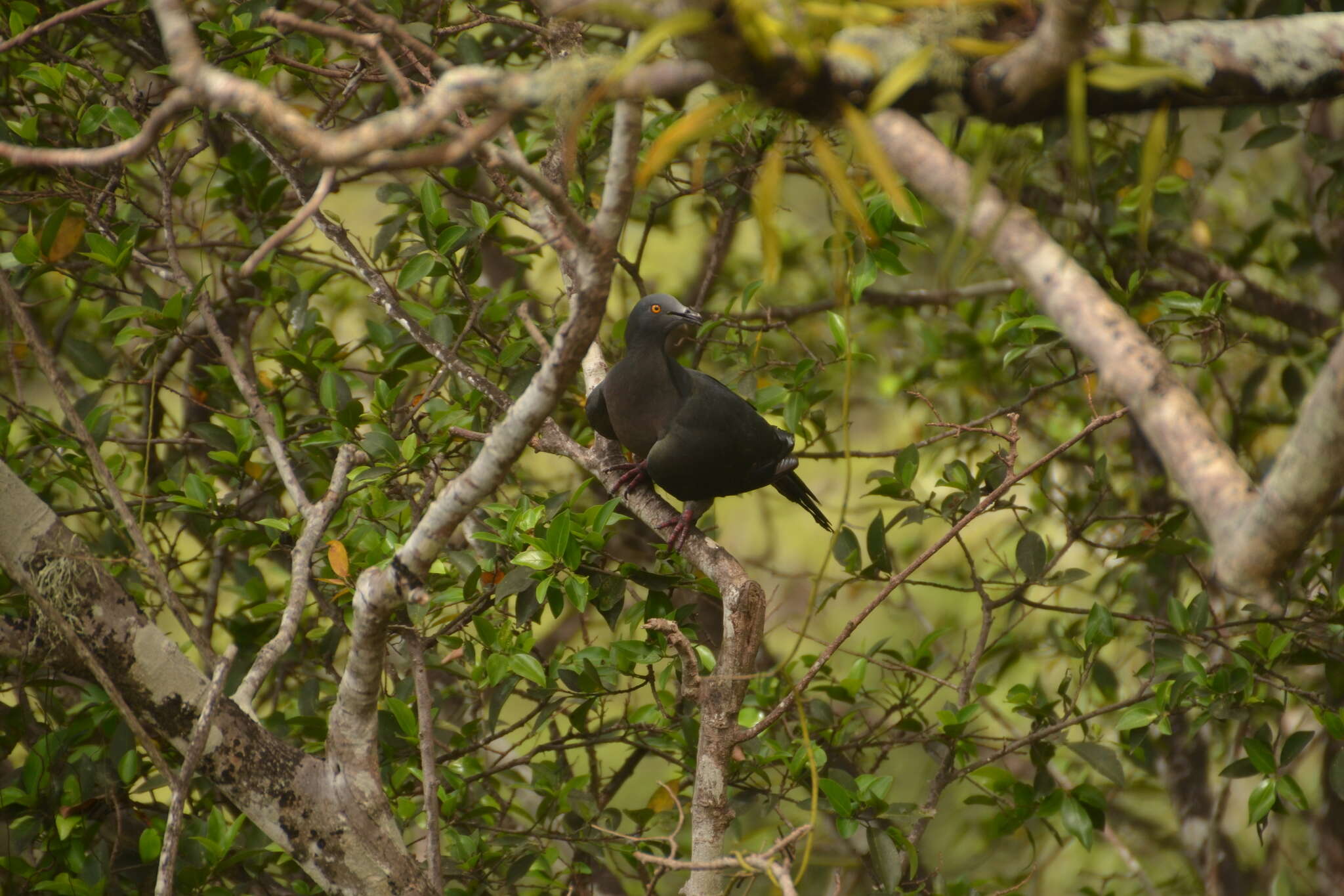 Image of Christmas Imperial Pigeon