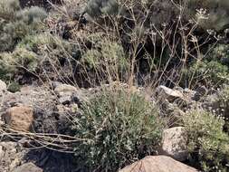 Image of Pimpinella cumbrae Link