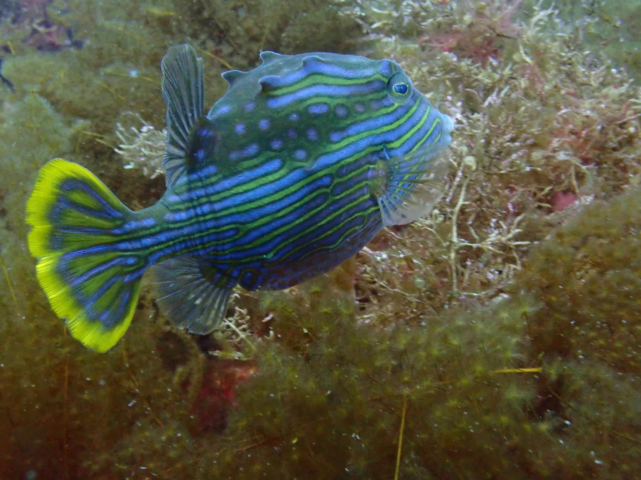 Image of Shaw&#39;s cowfish