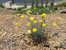 Image of desert marigold