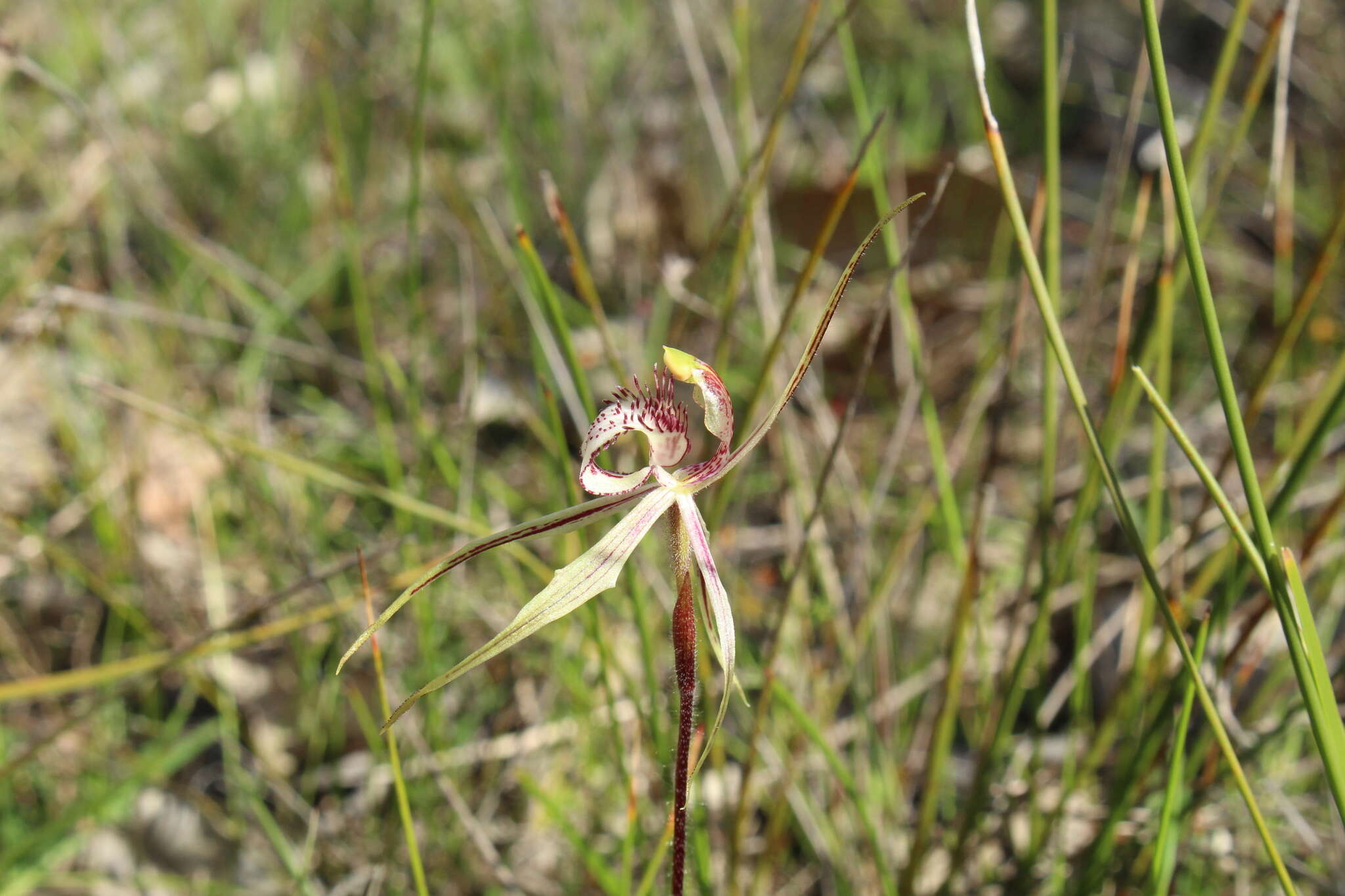 Image of Caladenia enigma Hopper & A. P. Br.