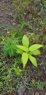 Image of Calomeria amaranthoides Vent.