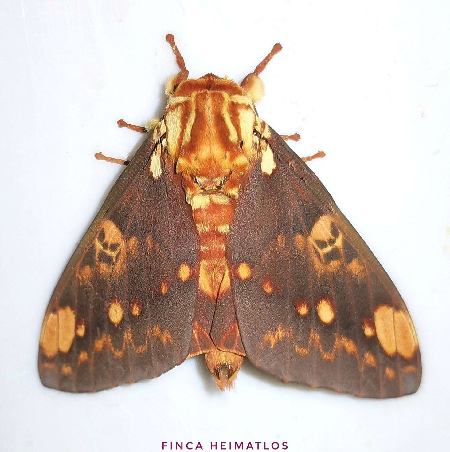 Image of Citheronia hamifera Rothschild 1907