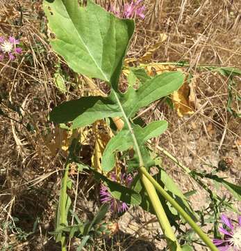 Image of North African knapweed