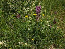 Image of Astragalus vesicarius subsp. carniolicus (A. Kerner) Chater