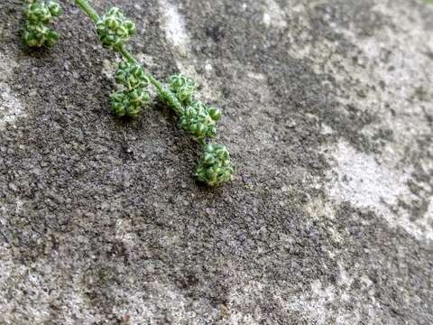 Plancia ëd Chenopodium strictum Roth