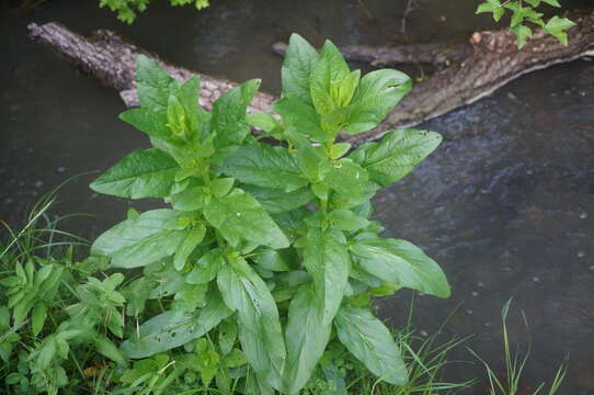 Imagem de Scrophularia umbrosa Dum.