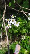 صورة Anemonastrum narcissiflorum subsp. fasciculatum (L.) Raus