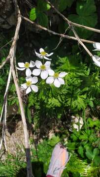 Anemonastrum narcissiflorum subsp. fasciculatum (L.) Raus的圖片