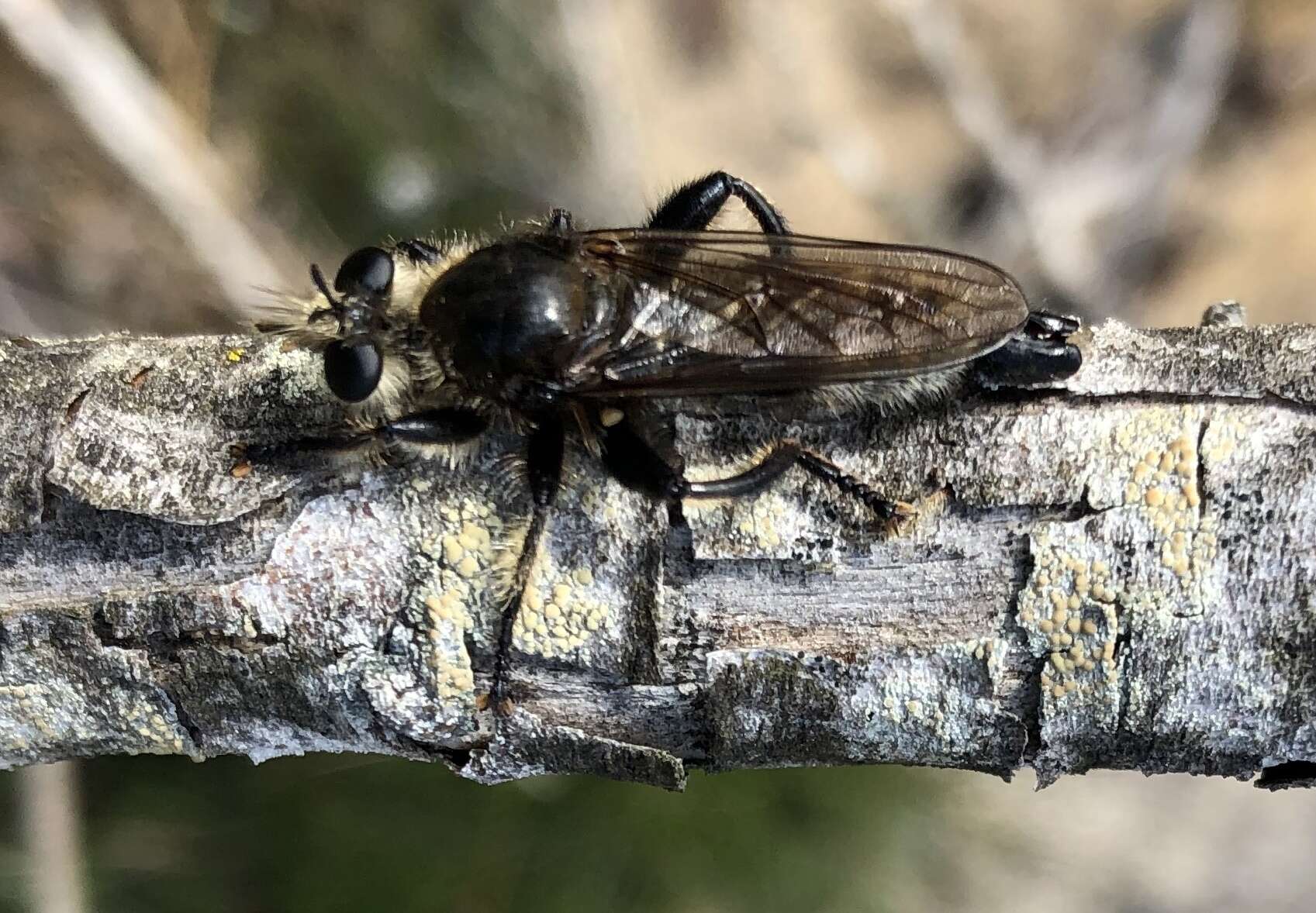 Plancia ëd <i>Laphria gibbosa</i>