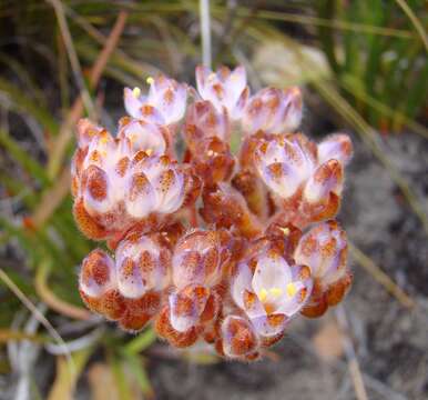 Image of Dilatris pillansii W. F. Barker