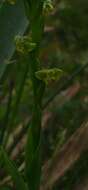 Image of Habenaria henscheniana Barb. Rodr.