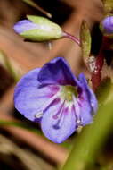 Image of American speedwell